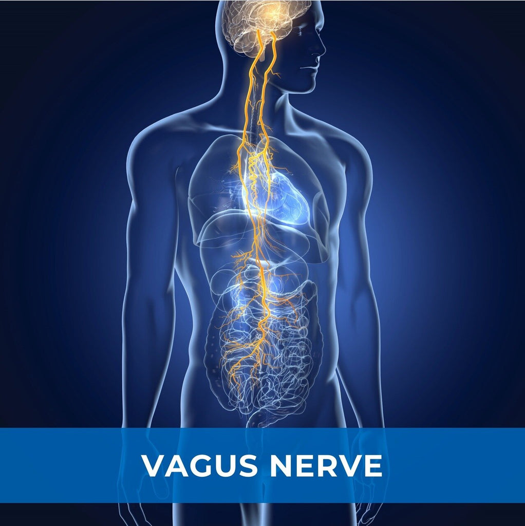 Vagus Nerve & Neck Release - Guided Connection (MP3 Audio)